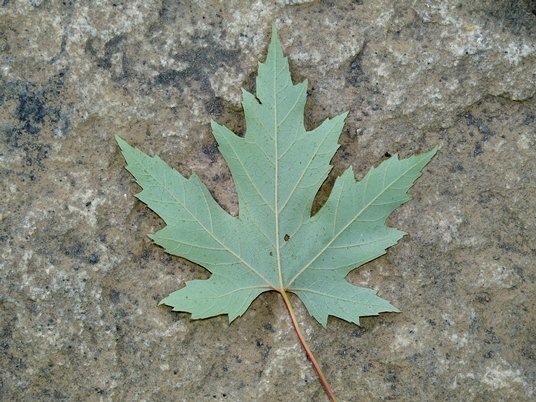 {Acer saccharinum}